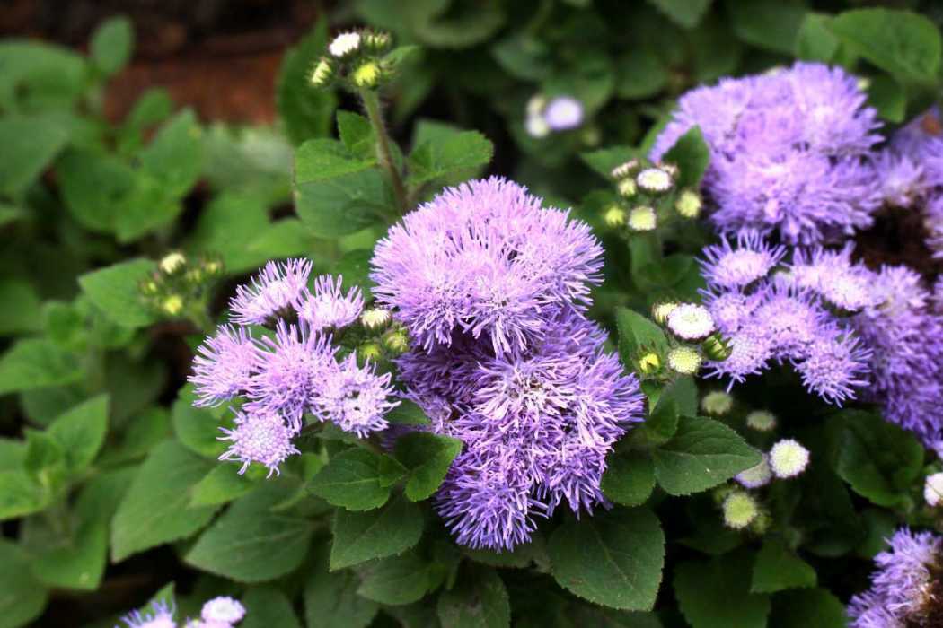 熊耳草(Ageratum houstonianum)