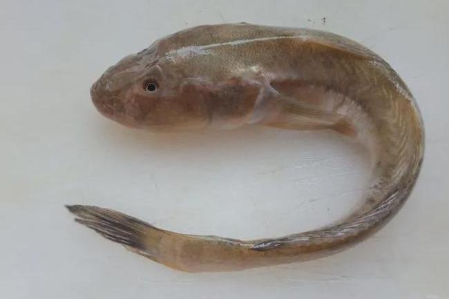 深蝦虎魚 深蝦虎魚