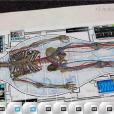 解剖4D Anatomy 4D 解剖4D Anatomy 4D