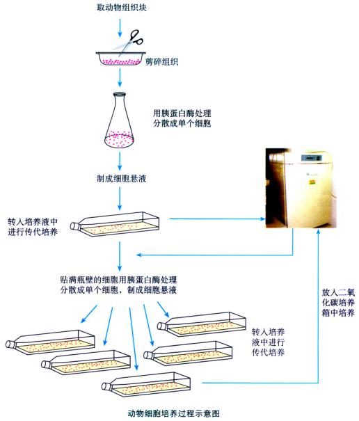 動物細胞培養