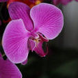 蝴蝶蘭花