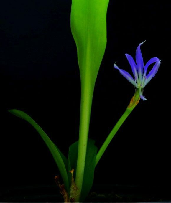藍晶花 藍晶花