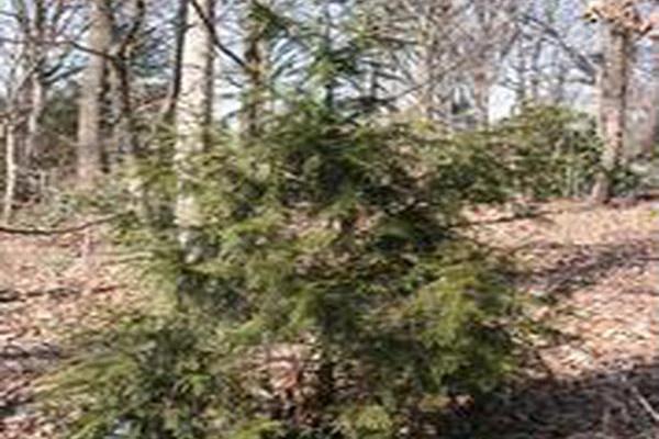 Thuja plicata \x27Hogan\x27 Thuja plicata \x27Hogan\x27