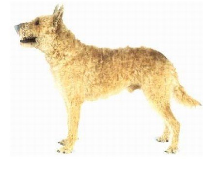 比利時拉坎諾斯牧羊犬