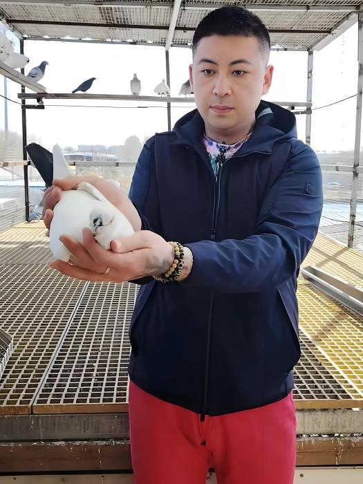 濤鴿 濤鴿