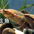 八須魚 八須魚
