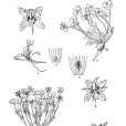矮獐牙菜 矮獐牙菜