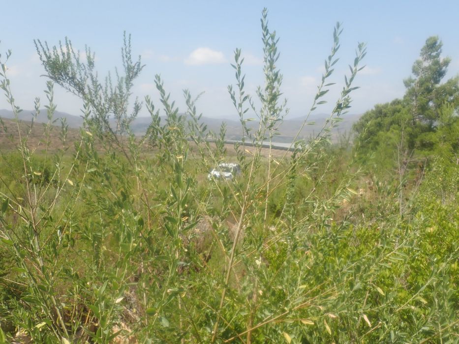Podalyria lanceolata