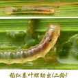 稻縱卷葉蟲