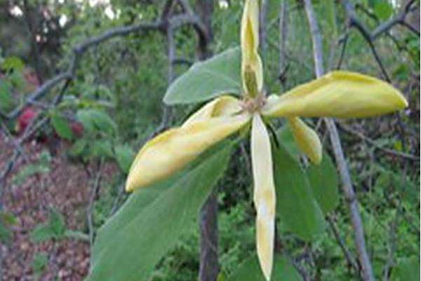 Magnolia acuminata var. subcordata \x27Miss Honeybee\x27 Magnolia acuminata var. subcordata \x27Miss Honeybee\x27