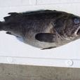 黑頭魚科 黑頭魚科