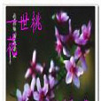 一世桃花 一世桃花