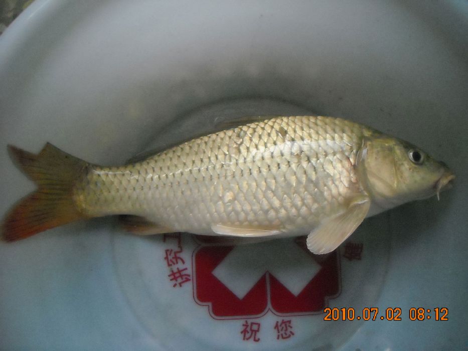 小鯉(中鯉) 小鯉(中鯉)