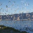班公湖鳥島 班公湖鳥島