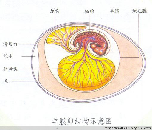 胎膜