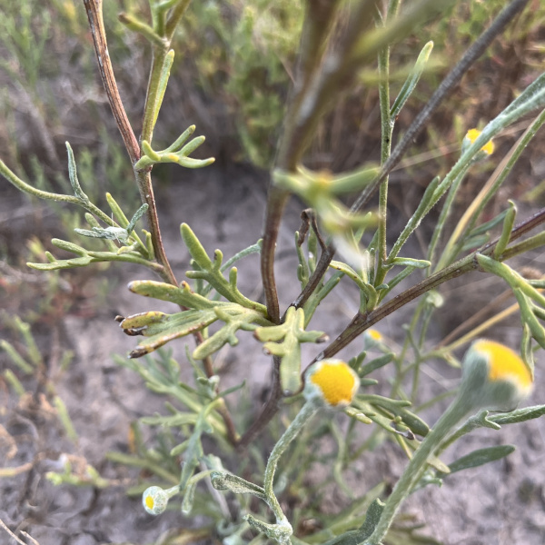 Hymenoxys cabrerae