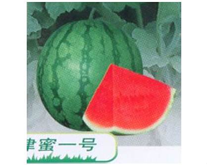 津蜜一號 津蜜一號