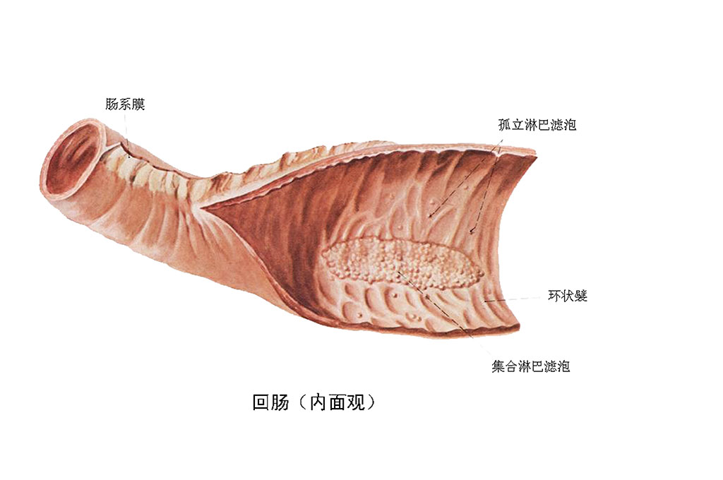 迴腸