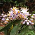 擬密花樹 擬密花樹