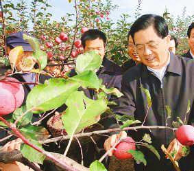 胡錦濤主席看著豐收的蘋果喜笑顏開