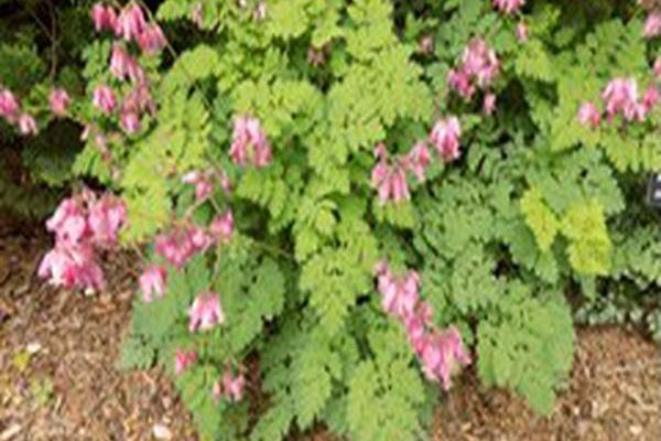 Dicentra \x27Luxuriant\x27