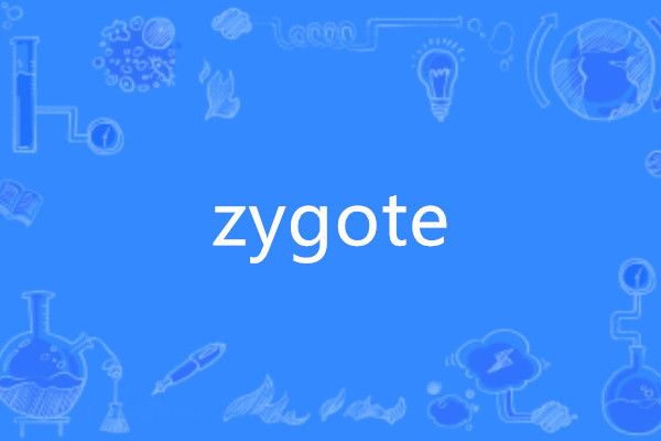 zygote zygote