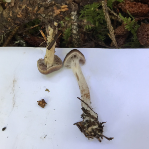 有名絲膜菌