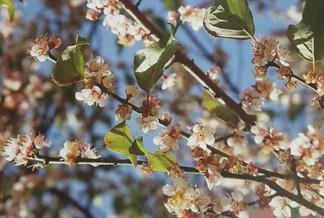 常綠梅 常綠梅