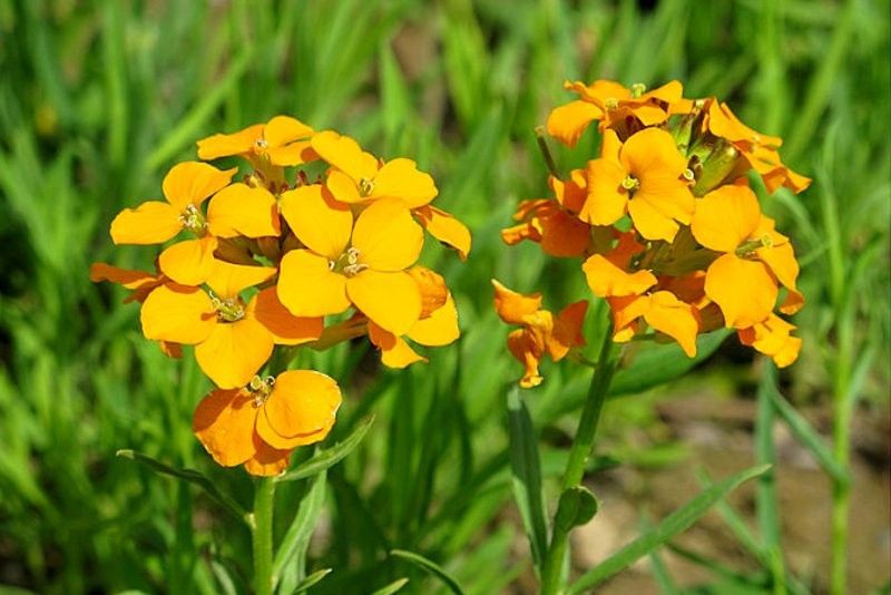 麗江糖芥 麗江糖芥