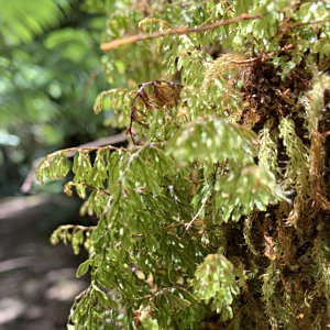 Hymenophyllum lanceolatum