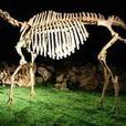 副鬣狗 副鬣狗