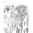 琴葉南芥 琴葉南芥