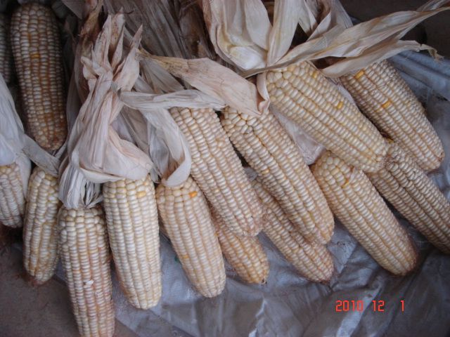 美玉糯13號 美玉糯13號