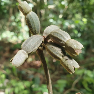 Sherbournia hapalophylla