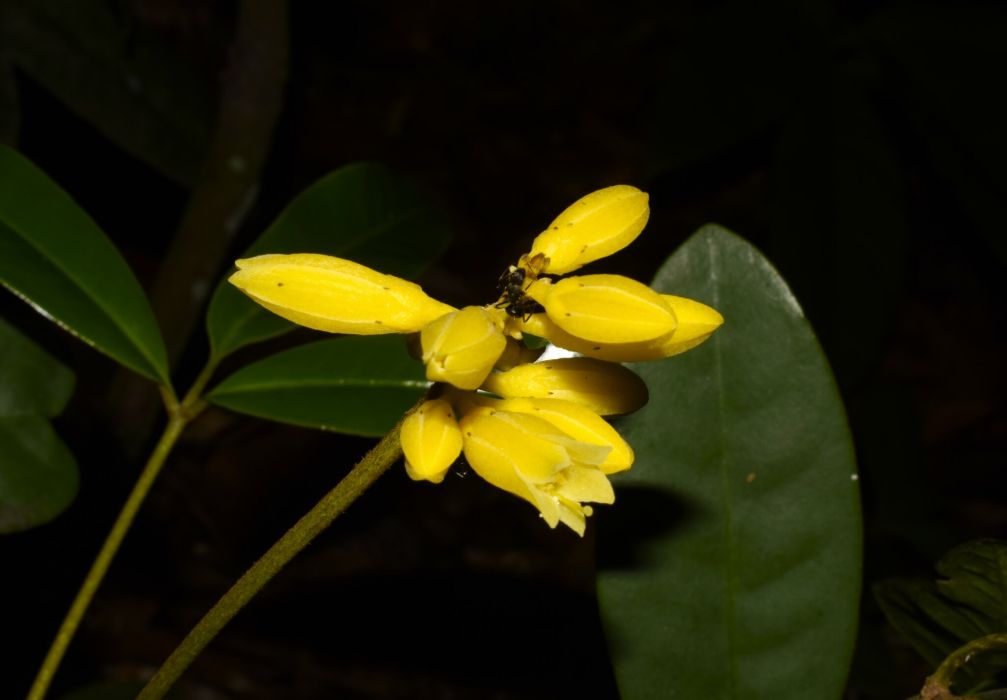 Conchocarpus silvestris