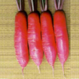 春紅一號 春紅一號