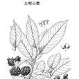 大明山錐 大明山錐