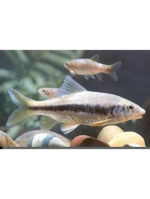 葉結魚 葉結魚