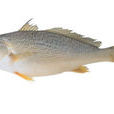 日本黃姑魚 日本黃姑魚