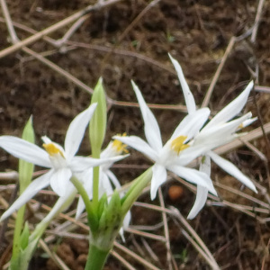 Pancratium parvum