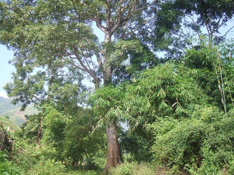 攀花水村 攀花水村