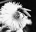 粗野粉蠅(Pollenia rudis)