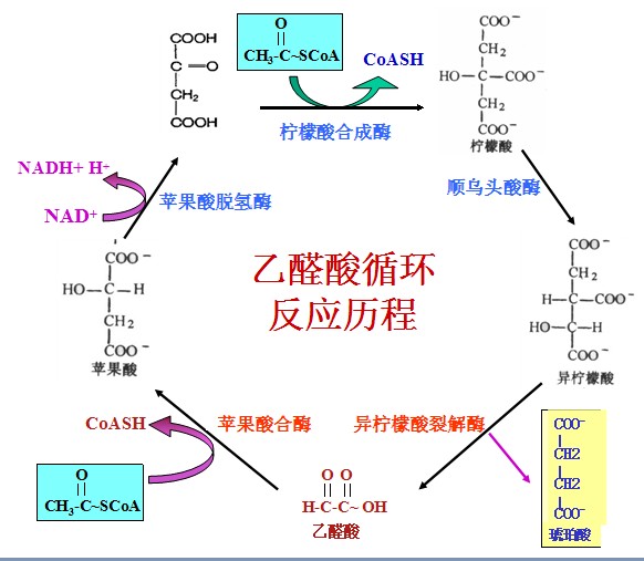 乙醛酸循環圖例