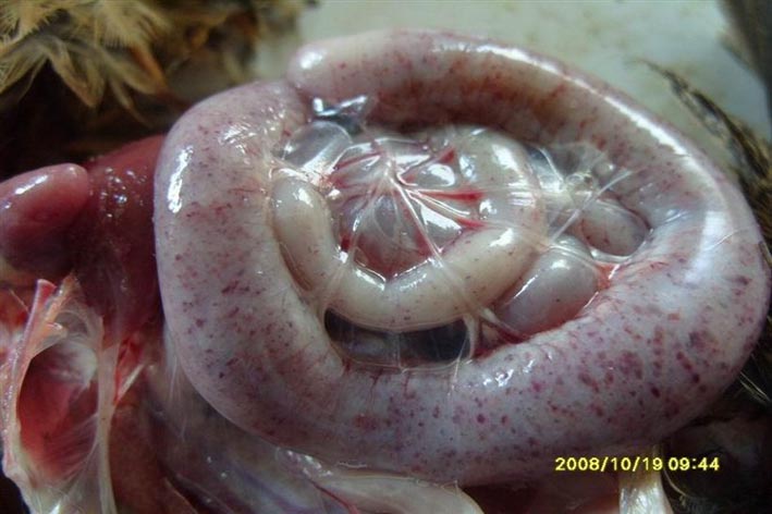 急性小腸球蟲腸管粗有密集出血點