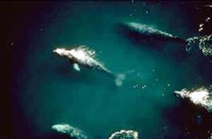 埃爾比斯卡伊諾鯨魚保護區