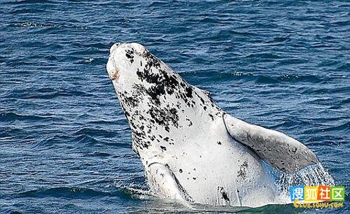 白化露脊鯨