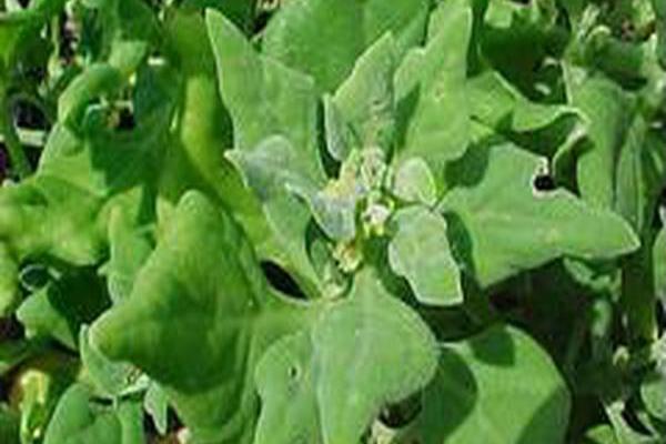 Tetragonia tetragonioides Tetragonia tetragonioides