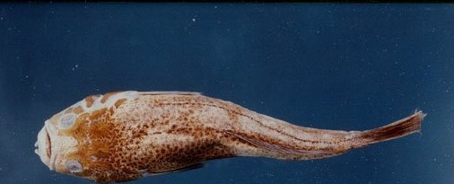 青瞻星魚