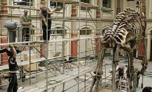 工作人員站在腳手架上修復一副恐龍骨架