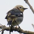 紫背椋鳥 紫背椋鳥
